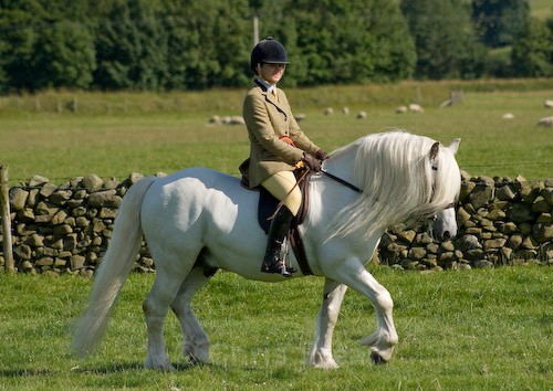 164 - Moniaive Horse Show 2008