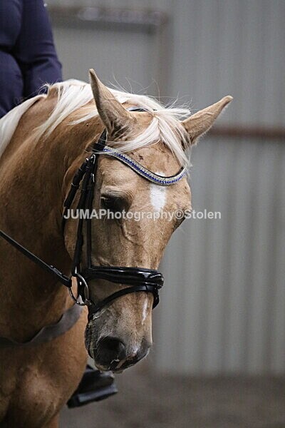 SIAL5525 - CAbin Dressage 5th july 2025