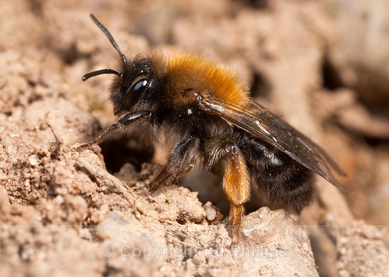 Andrena clarkella (f) - Andrena clarkella
