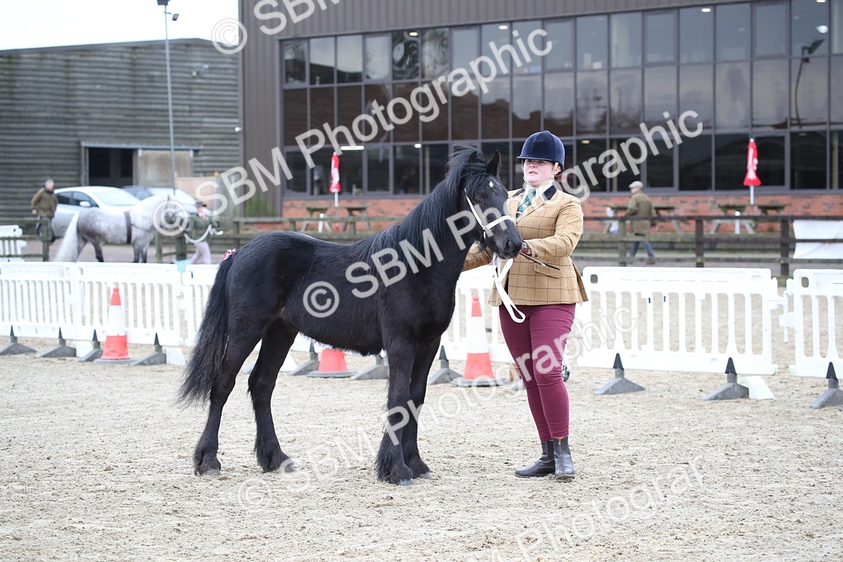 SBM_003987 - Class 1-4 - Young Stock classes Inc. In Hand Championship