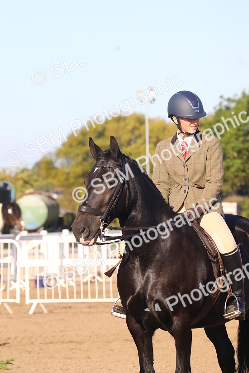 SBM_07919 - Class 501 - Riding Club Pony