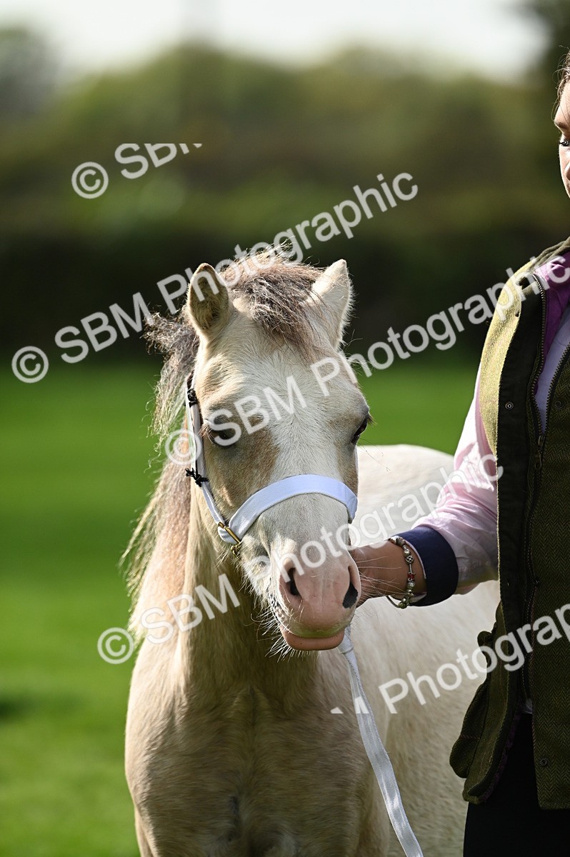 SBM_25037 - S5 - Novice & Newcomer In hand