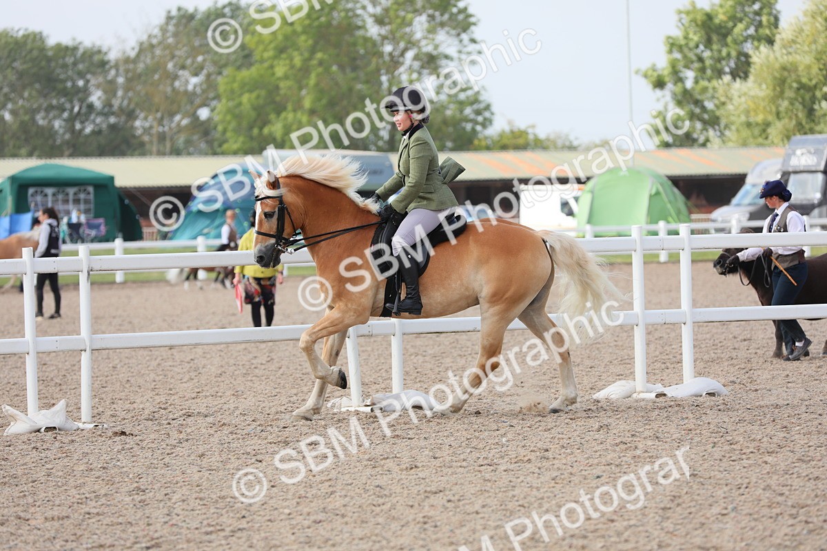 SBM_11430 - Class 305 Ridden Foreign Breeds- Pure Bred