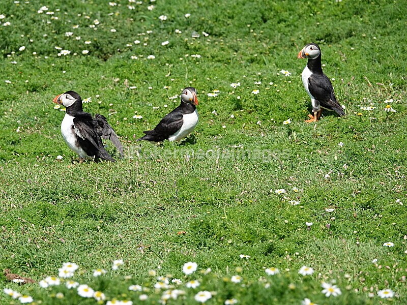 DSC00381 - Skomer 2019
