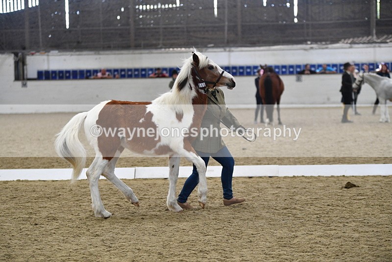 WJ5_4963 - Class 7 In hand coloured / odd coloured