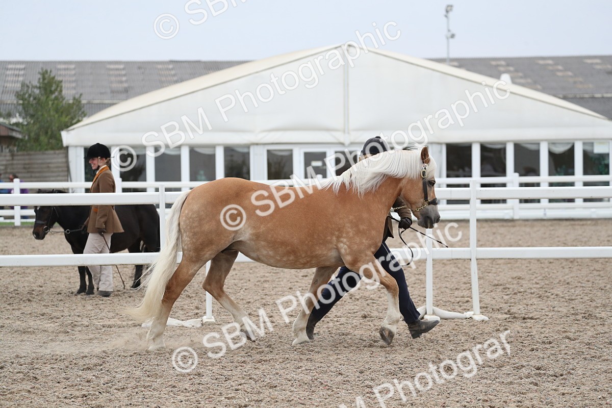 SBM_17931 - Class 317 IH Pure bred Horse/Pony