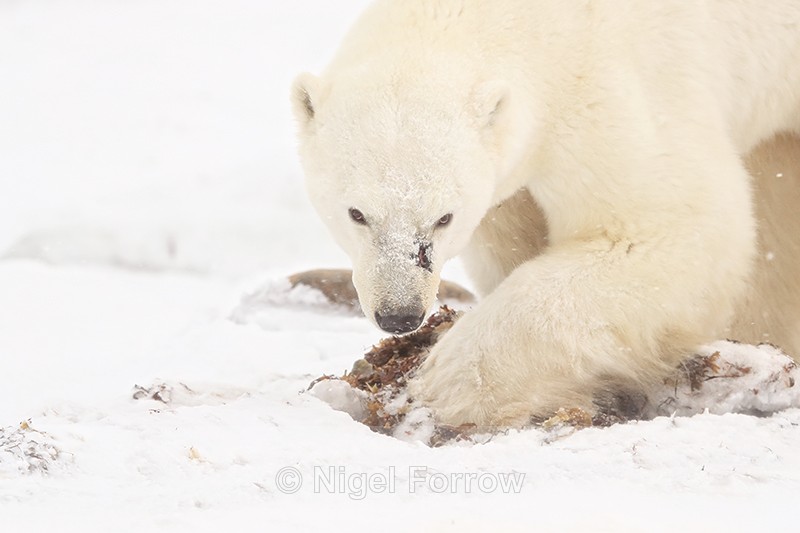 Polar Bear scavenging for seaweed, Churchill, Canada - Polar Bear