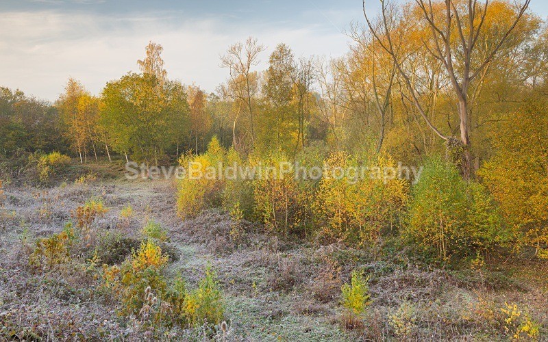 South Heath in Autumn 3:158E - Earth: Close to Home