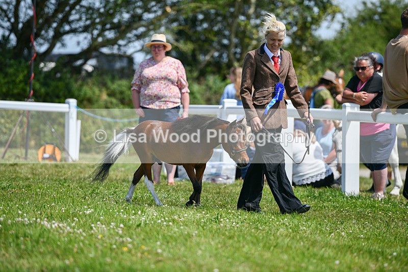 DSC_7237 - Miniature Horse Championship