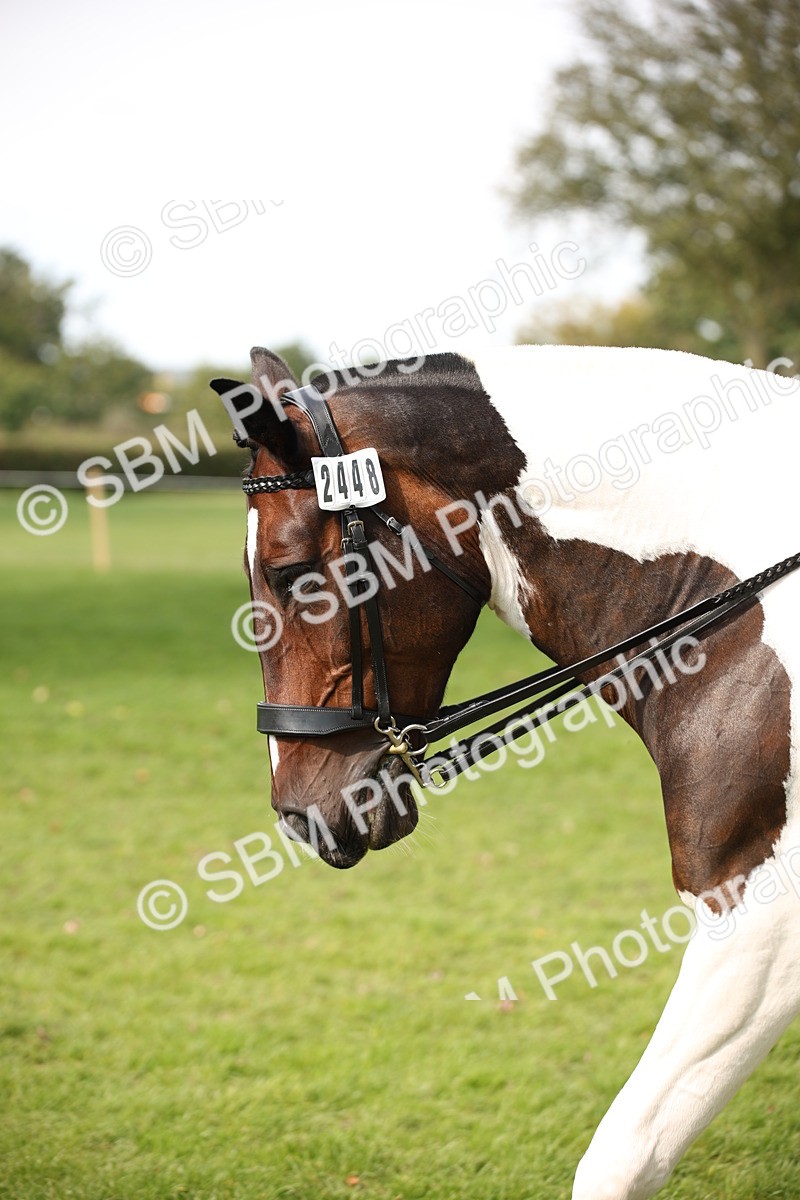 SBM_70127 - S65 - Piebald & Skewbald Horse Ridden