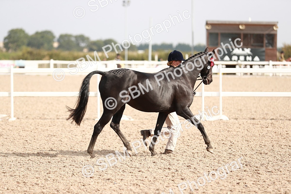 SBM_11146 - Class 205 IH Show Pony/ Show Hunter Pony