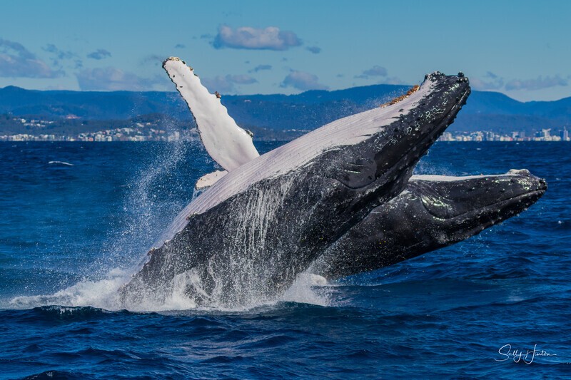 Double Breach 5. 0A3A2777 - 2025 Whales