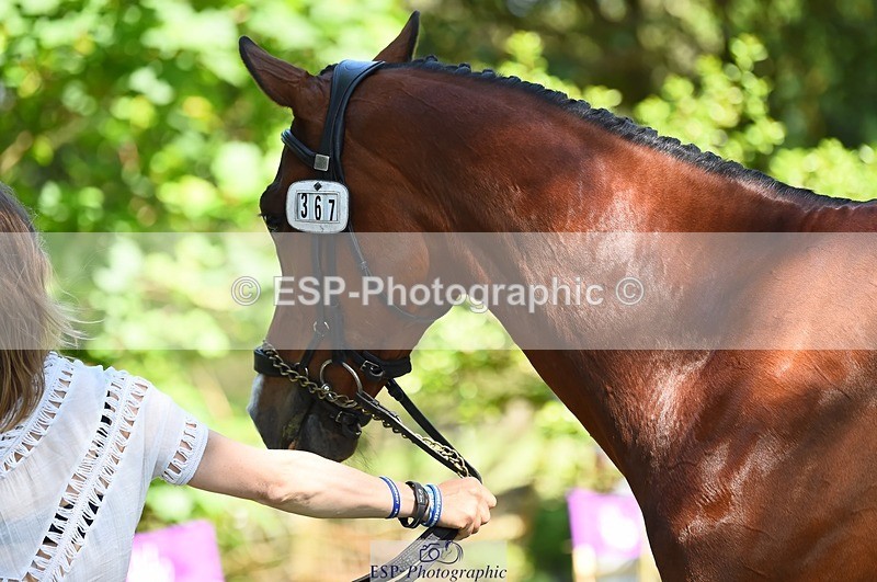 230524-154110-00438 - 367-ITAREUSO-Louisa_Lockwood-WEDTrotUp+DR