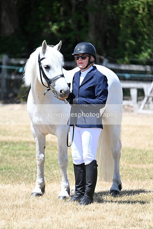 WJ7_2366 - Class 5a Most Handsome Gelding in hand (above 14.2hh)