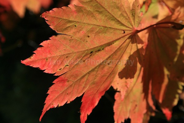 Golden Leafs _73 - Frenchay care home Collection v