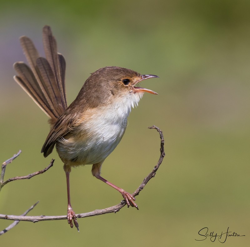 Red Wren Female 12