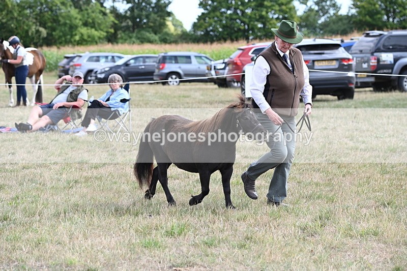 WJ6_6990 - Class 21 Shetland & Mini Horses