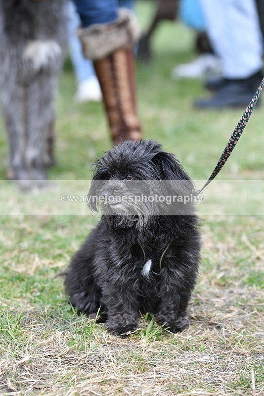 WJ5_9224 - Class 1 Best Cross Breed / Heniz 57