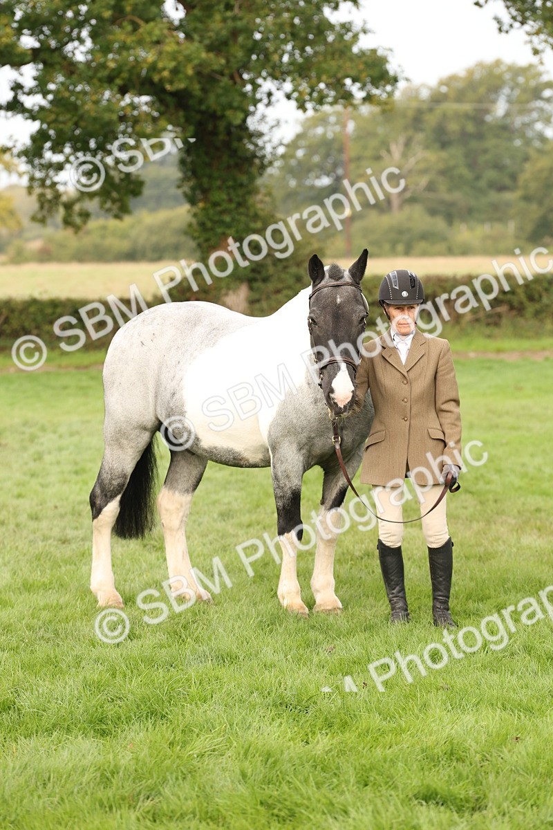 SBM_56816 - S54 - Piebald & Skewbald Horse In Hand