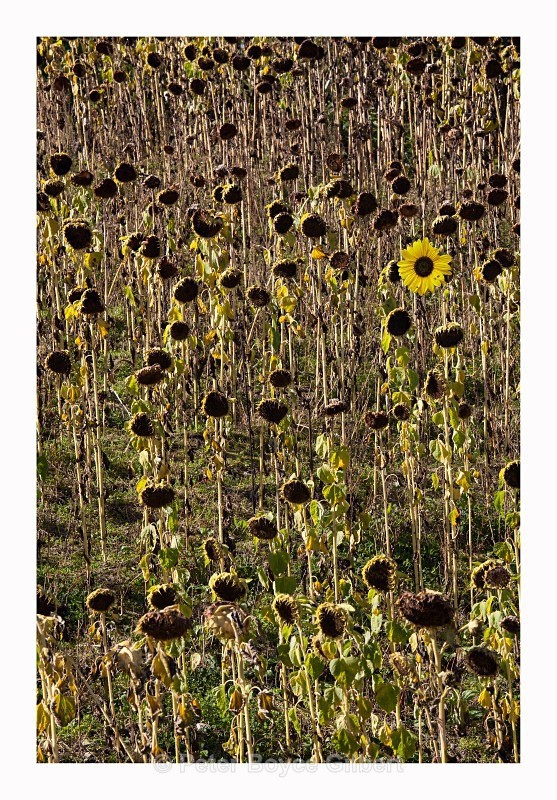 Sunflowers - Flora & Fauna