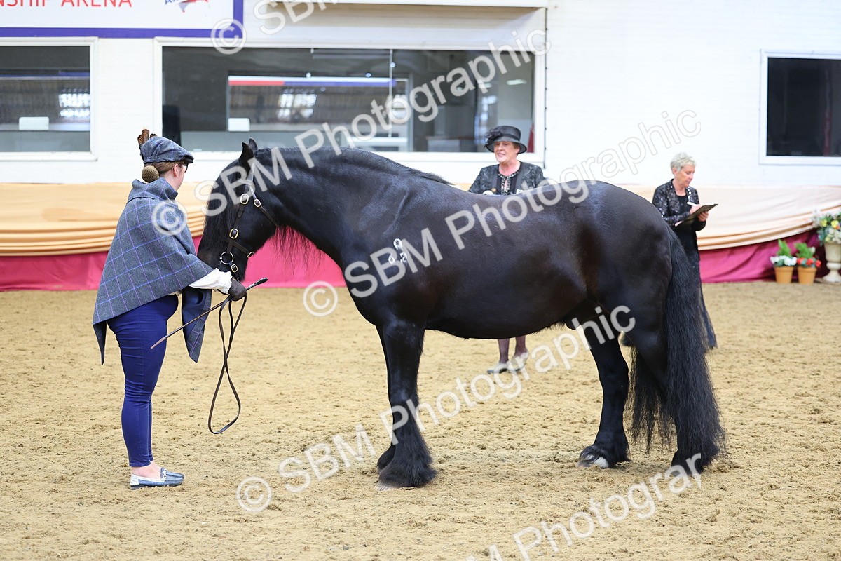 SBM_22739 - Class 903 - Supreme Final - IH Pre Vet