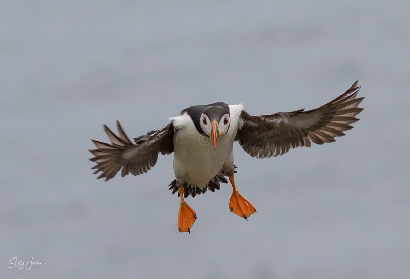 Puffen Flying 2 - Puffins