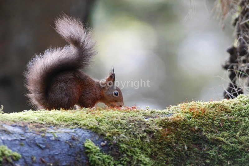 Red Squirrel 20 - Red Squirrel