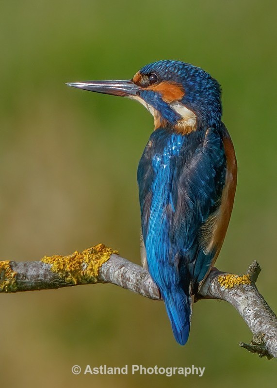 Kingfisher - Latest Images