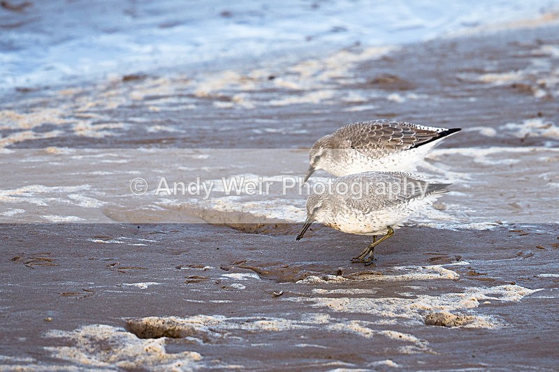 20150102-3K8A7526 - Knot