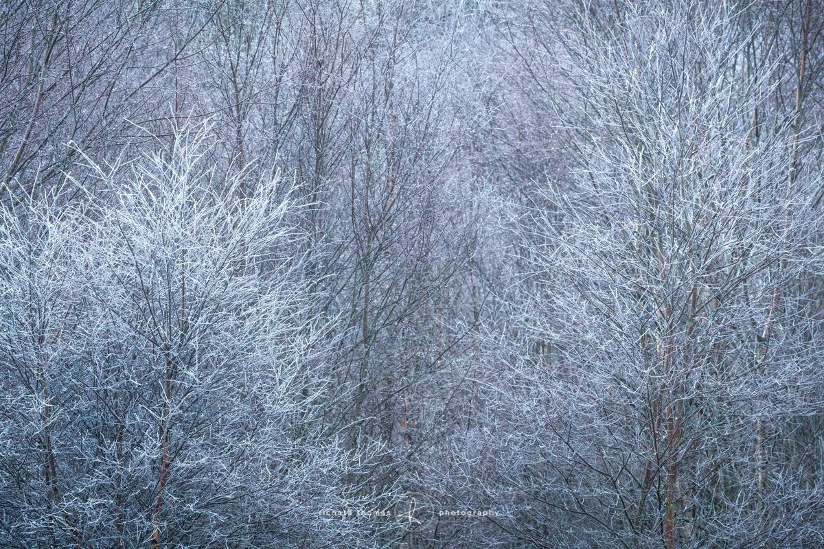 Frozen twigs - WINTER