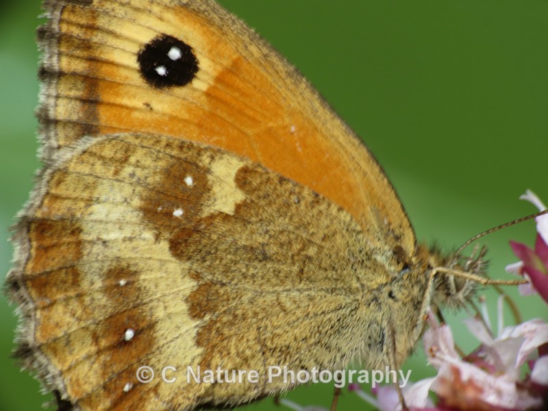 Gatekeeper Close Up - Insects & Creepy Crawlies