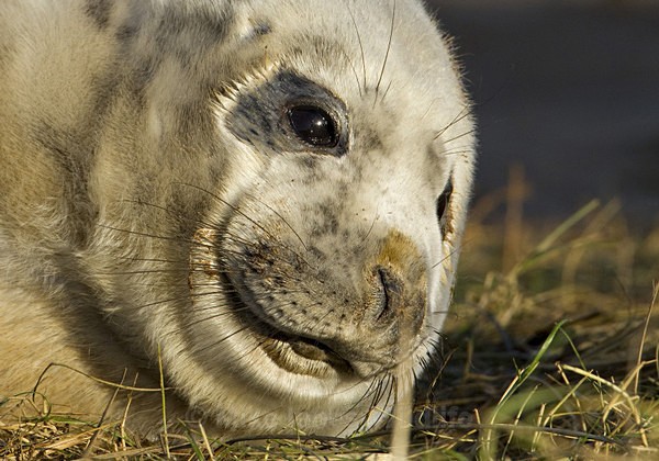 GREY SEAL PUP APPROX 8 DAYS OLD - GREY SEALS & PUPS GALLERY