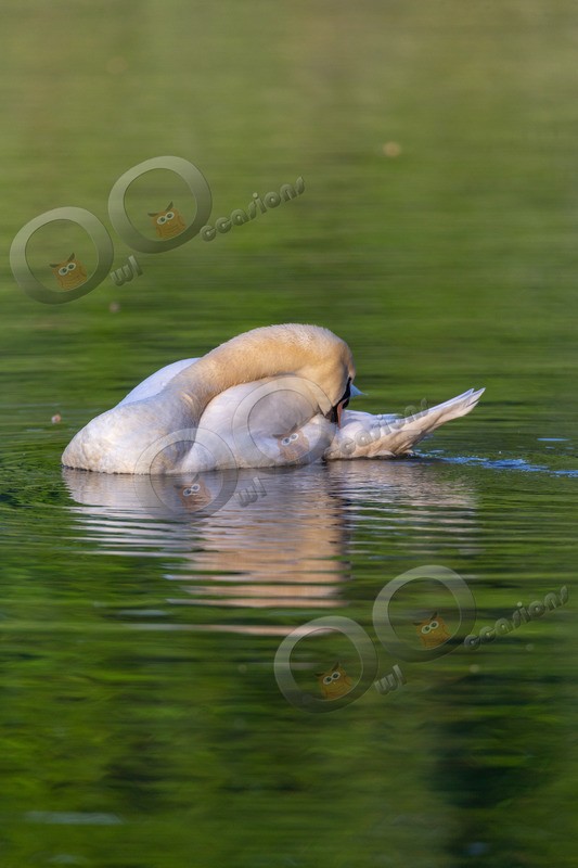 mute swan cygnus olar-5808 - UK birds