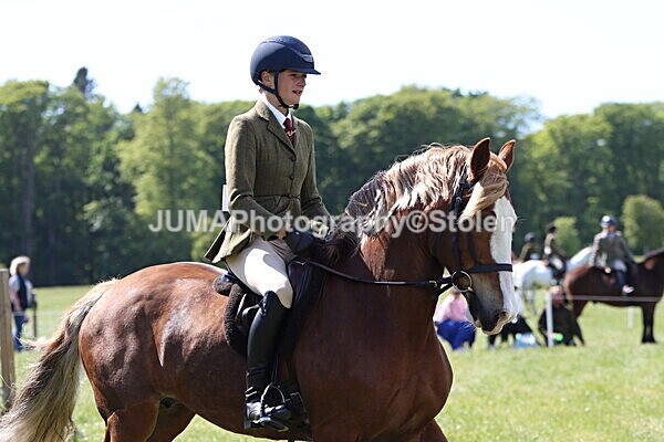 IMG_4410 - Working Hunter