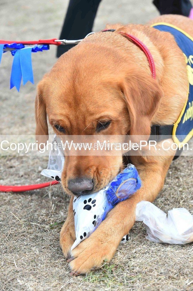 SH4_0320 - Dog show.