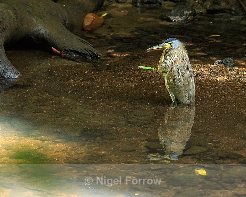 Bare-throated Tiger-Heron, Corcovado National Park, Costa Rica - Bare-throated Tiger-Heron