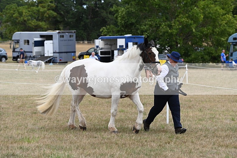 WJ6_5314 - Class 18 In-hand Coloured