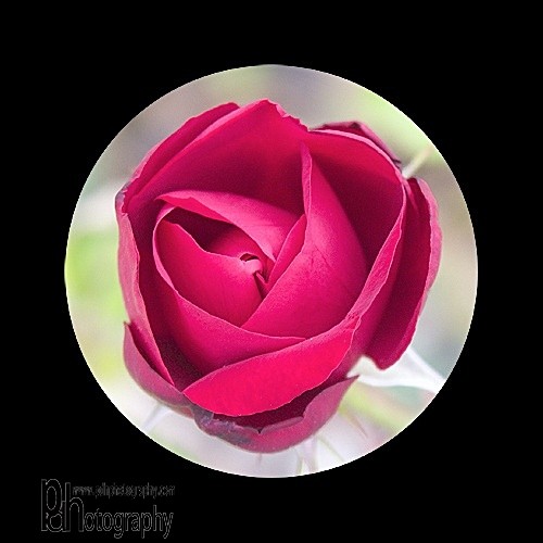 Rosebud-Artistic-Blk - Artistic