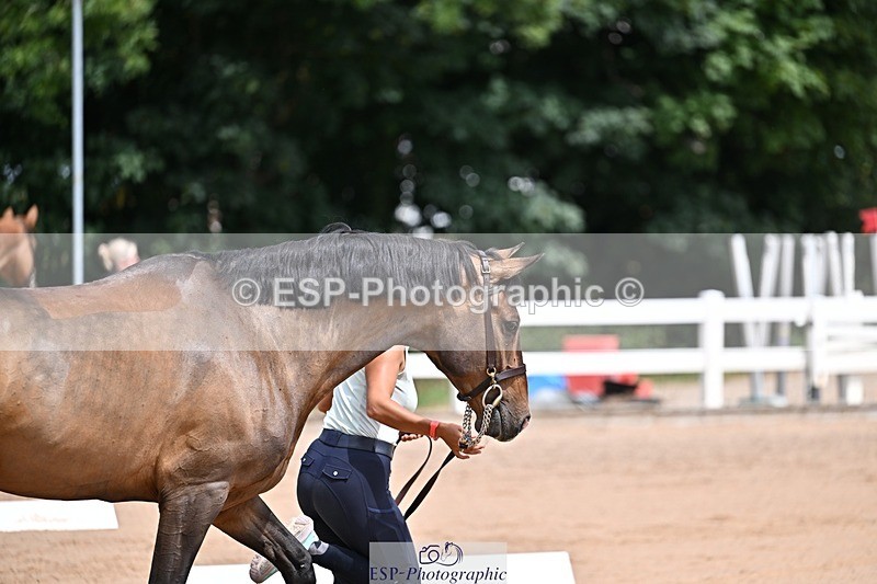 250716-125537-00221 - Trot Up 12.30 to 1.30