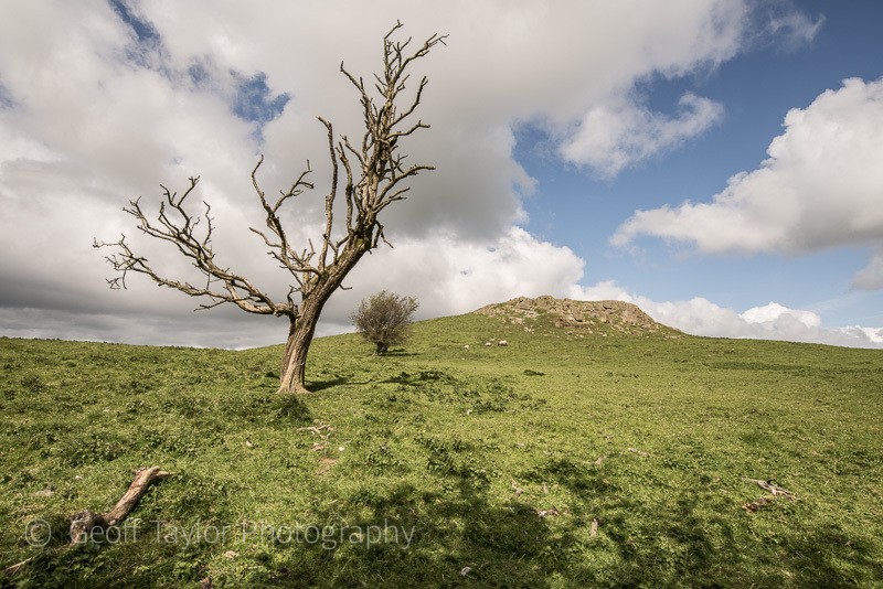 5385 Lan Fawr and trees - spring - Corndon Hill