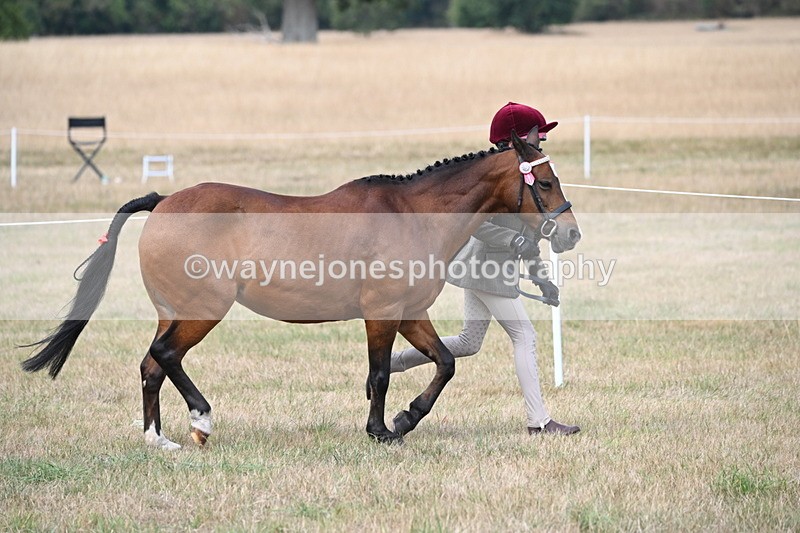 WJ6_6370 - Class 19 In-hand Veterans (Uploaded correct folder)