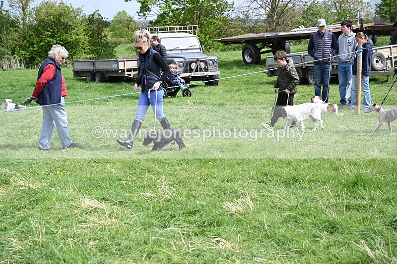 WJ6_8883 - Class 8 Best Working / Gun Dog or Bitch