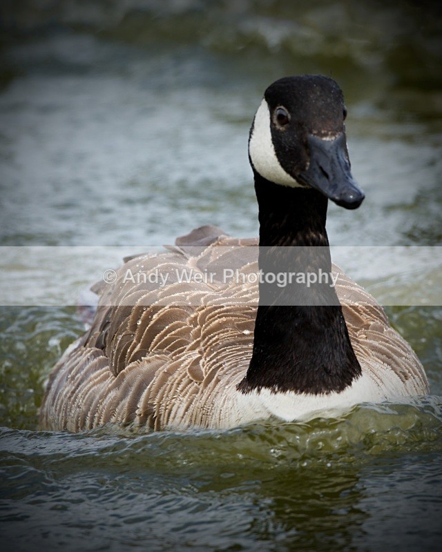 20100703_1162 - Canada Goose