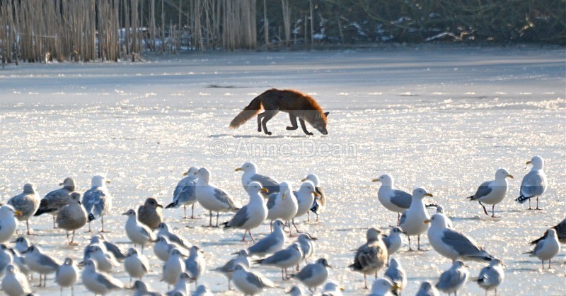 Fox on the rocks - Wildlife in the UK