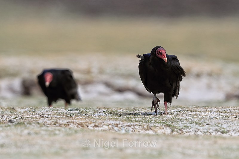 Turkey Vulture walking on grass, Volunteer Point, Falklands - Turkey Vulture