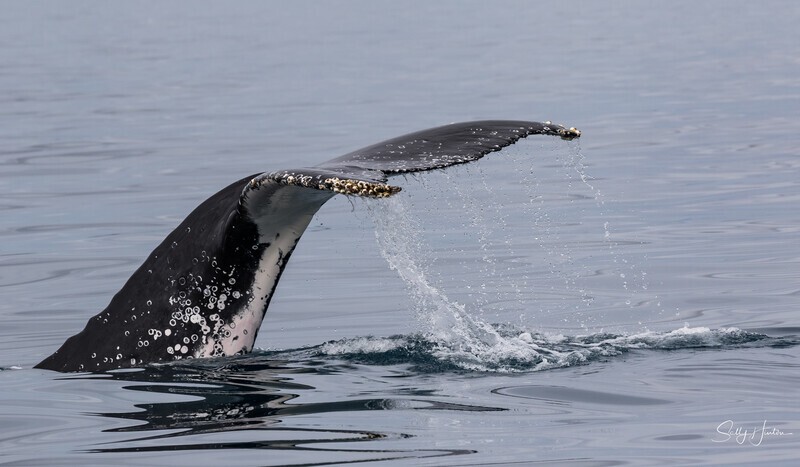 Fluke Splash 4