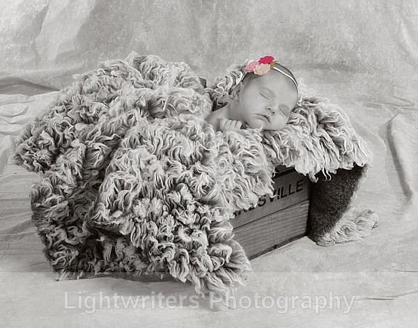 Willow 15 - Willow