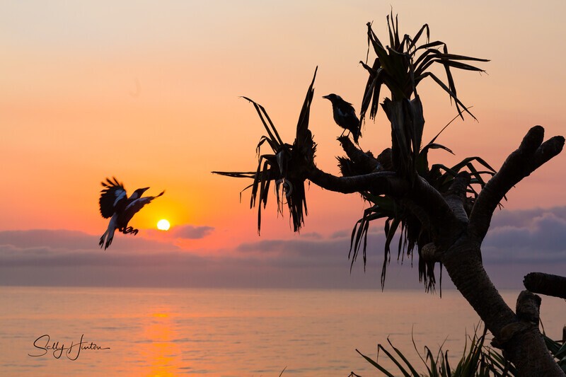 Wings on Fire - Magpies