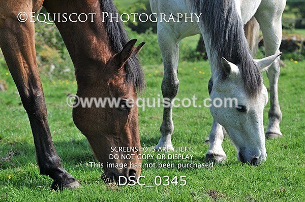 DSC_0345 - ARCHIVE REQUEST - Quincy and Guinness