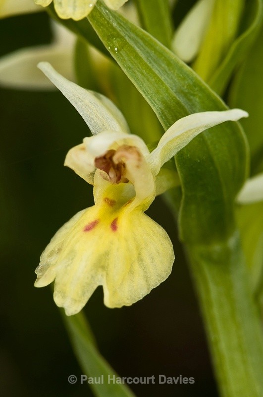  - Orchids - Dactylorhiza